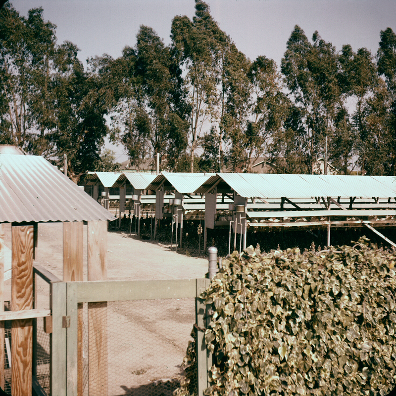 Illustration for article titled Photos of Orange County, Calif., When Oranges Actually Grew There
